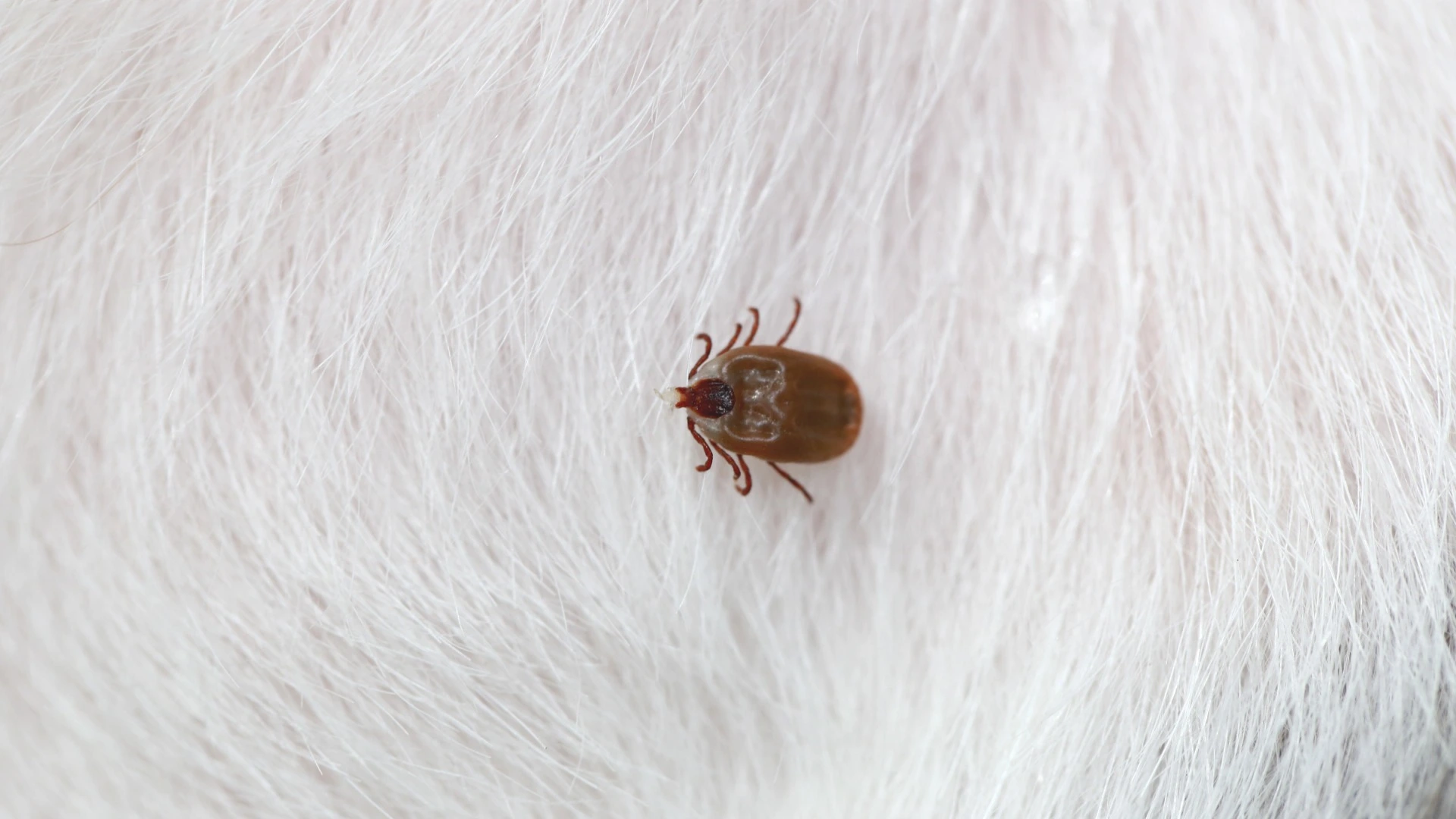 Tick found on homeowner's pet in Urbandale, IA.